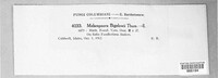 Melampsora bigelowii image